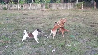 The bravest survive 2 vs 1 dog fight👍