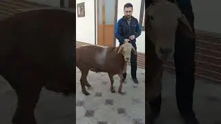 1.5 жаш сатилат 65000 сом 0558015901
