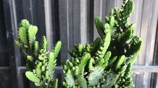 EPISODE 20 HOW TO GROW OPUNTIA MONACANTHA PLANT WITH CEMENT POT