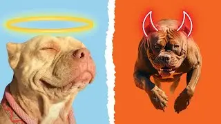 Should Pitbulls be BANNED? It's time to be honest...