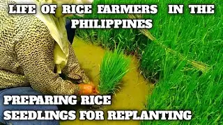 PREPARING RICE SEEDLINGS FOR REPLANTING || WITNESS THE LIFE OF RICE FARMERS  IN THE PHILIPPINES EP 5
