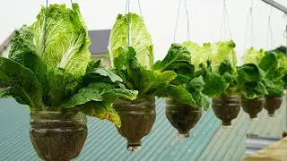 The Secret To Growing Giant Vegetables In Plastic Bottles For High Yield