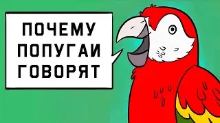 Edu: Почему попугаи говорят