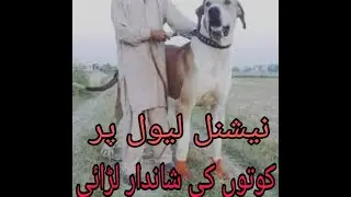 Dog fight | national fight | In Pakistan | dog fight in Pakistan | Desi Production