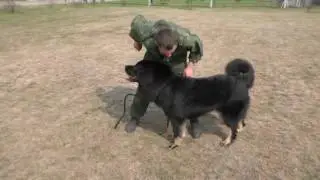 Тибетский мастиф Тиша, 1 год 3 месяца