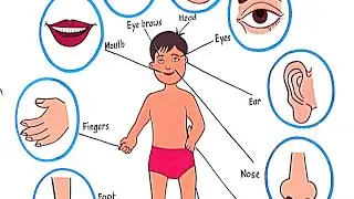parts of body name//body parts name