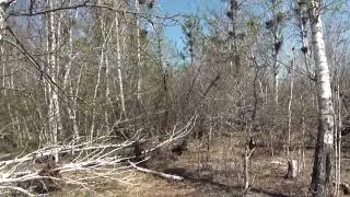 Уничтожение гнезд бакланов, Шакша, Гусиное.
