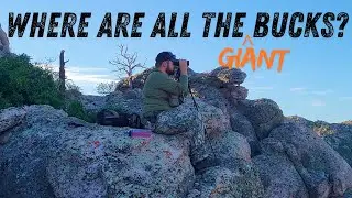 Where Are All The GIANT Bucks? Mule Deer Scouting in Utah Pt. 2!