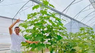 Arbol del Kiri (Paulownia)