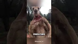 Kangaroo’s Ultimate Defense