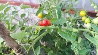 які помідори у моєї свахи