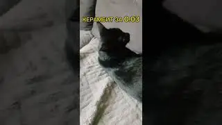КОШКА СЛОВИЛА КЕРАМБИТ ГОЛД ЗА 0.03