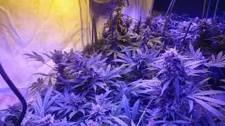 Genetic hunt day 44 part 1, zkittles, cookies, amnesia haze