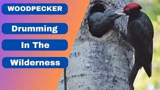 Woodpecker | Experts At Making Rhythmic Sounds | Beastie Beasts