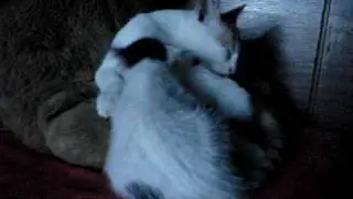 Barely illegal - Pre Teen Pussy Licking