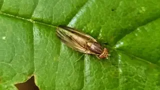 Peplomyza litura