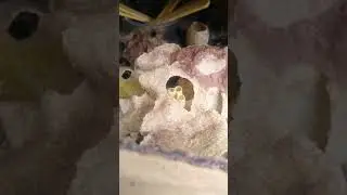 O início de uma nova colônia de ABELHAS Guaraipos.