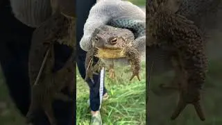 Царевна лягушка #лягушка