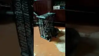 Кот Мышкин работает грузчиком...