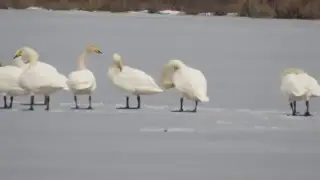 гуси-лебеди
