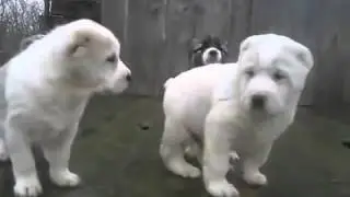 белые щенята алабая