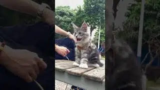 Maine Coon Kitten