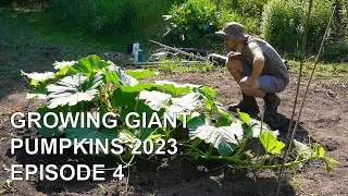 Growing Giant Pumpkins 2023 Episode 4 - Removing Greenhouse