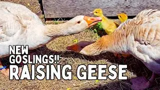 Raising Geese: New Goslings 2023 (American Buff Geese)