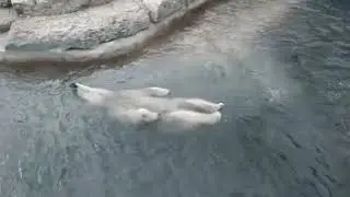 Медведь плавает на спине! [Bear swims on his back]