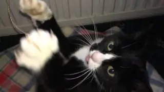Cat Attack