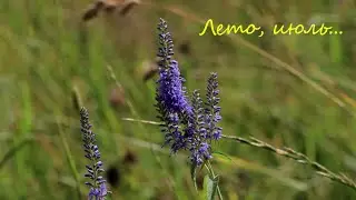 Лето, июль...