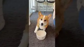 When dogs sneak a second dinner