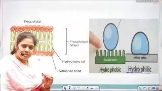 প্রোটিন সম্পর্কে বিস্তারিত আলোচনা Biology। hydrophobic and hydrophilic। for all competitive exam