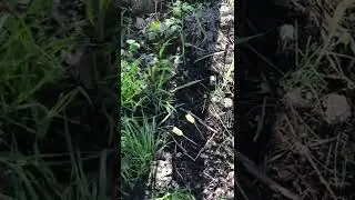 Любимого попугая похоронили