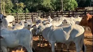 fazenda