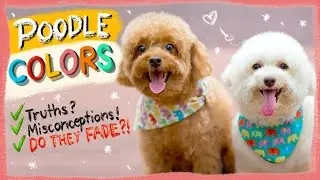 POODLE COLORS EXPLAINED| Do Poodles Fade?- The Truth| The Poodle Mom