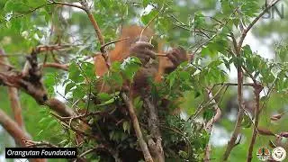 A baby orangutan builds a nest | Science News