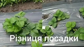 Бізнес на клубникі. Саме головне в вирощуванні Клубники. Строки посадки. Різниця між копанкой