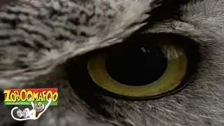 🐒Zoboomafoo 125 - Great Singers | HD | Full Episode 🐒🐦