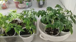 Новый день- новые цветочные заботы!