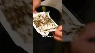 How to PREVENT Cockroaches in Your House