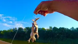 🛑СОМ КИШИТ мы В САМЫХ ДИКИХ МЕСТАХ Астрахани рыбалка