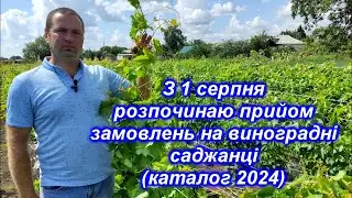 Розпочинаю прийом замовлень на виноградні саджанці 2024 року