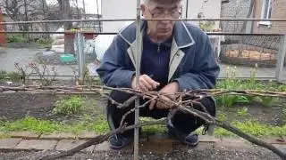 Певая выломка побегов на виноградных кустах, сформированых со смещением зоны плодоношения