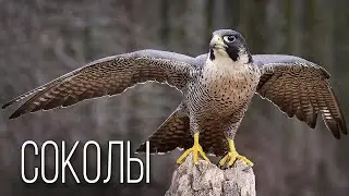 Falcon: Sky Sniper | Interesting Facts About Falcons