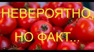 НЕВЕРОЯТНО, НО ФАКТ...# SHORTS