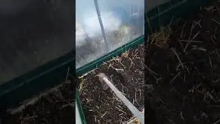 Буду сажать томаты лежа. Ямы не рою.