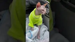 #shorts#cat#catlover