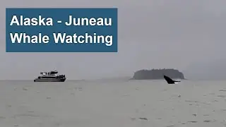 Whale Watching - Juneau AK