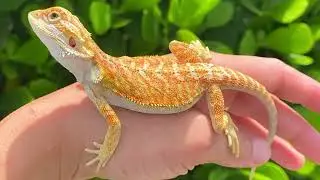 Reasons Why Bearded Dragons Might Not Be Ideal For You